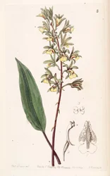 Tainia bicornis